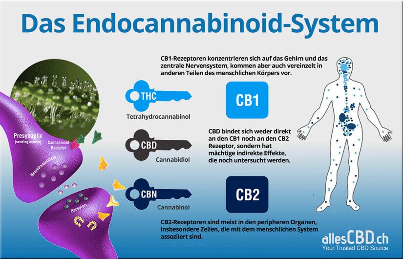 Das Endocannabinoid-System